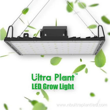 600W Full Spectrum Commercial Grow Light